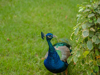 Close-up of a peacock