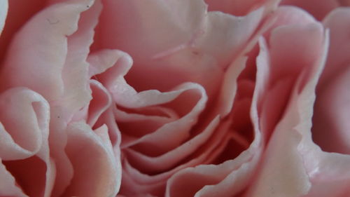 Close-up of pink rose