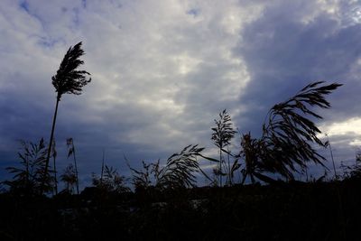 Low angle view of silhouette trees on field against sky at sunset