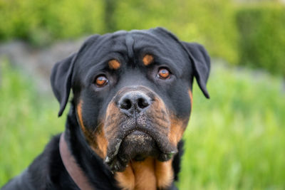 Portrait of black dog