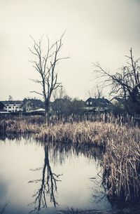 Reflection of bare trees in lake