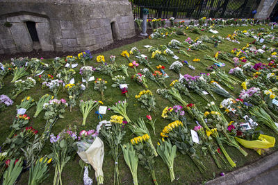 View of flowering plants