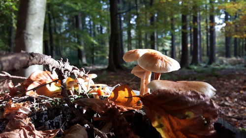 Close-up of mushrooms growing in forest