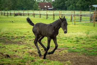 Horse running in a field
