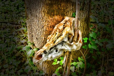 Close-up of lizard on tree trunk