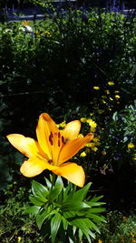 Close-up of yellow flower