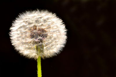 Close-up of dandelion flower