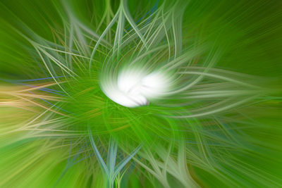 Full frame shot of white dandelion