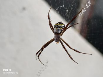 Close-up of spider on web