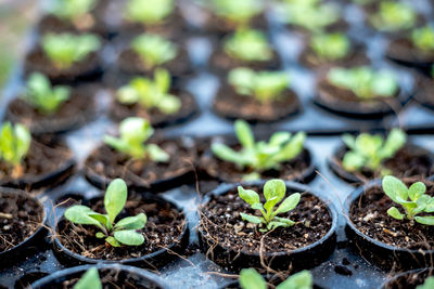 Close-up of potted plants