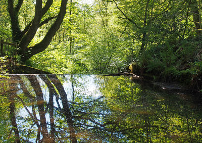 Scenic view of lake in forest