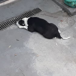 High angle view of dog relaxing on floor