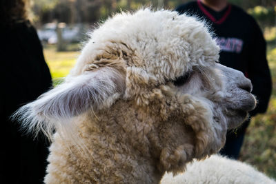 Close-up of a dog