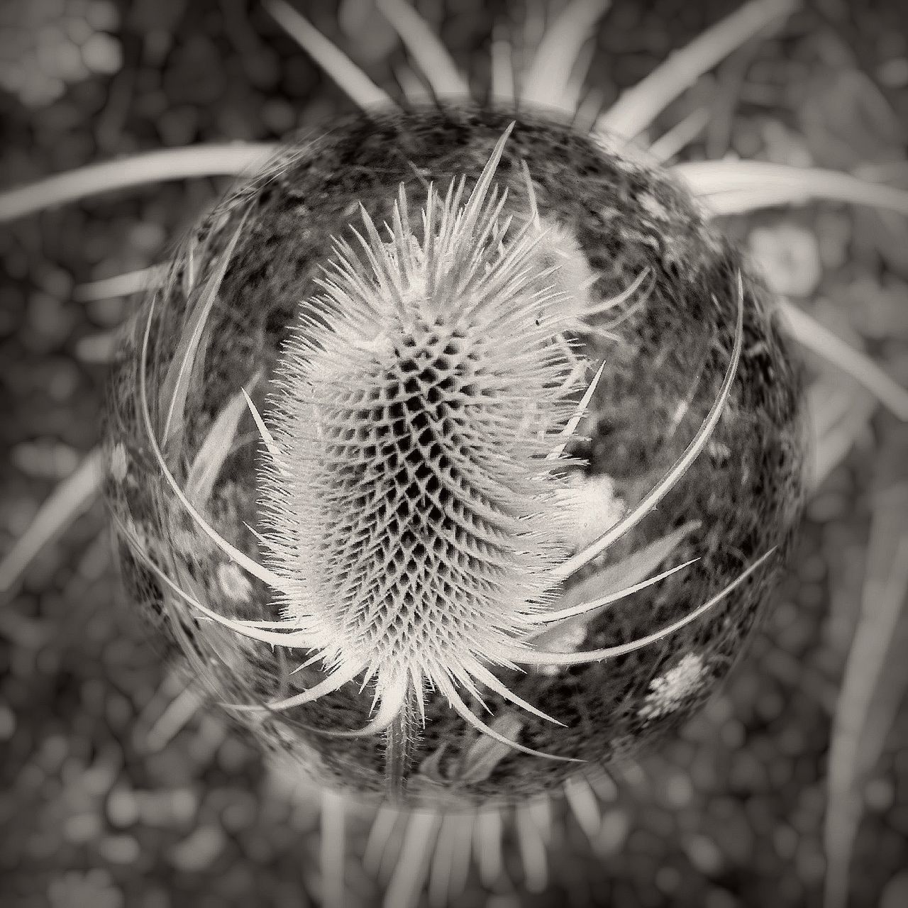 close-up, growth, flower, focus on foreground, fragility, dandelion, nature, freshness, single flower, plant, beauty in nature, flower head, selective focus, seed, uncultivated, outdoors, day, no people, softness, spiked