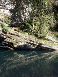 Scenic view of river amidst trees in forest