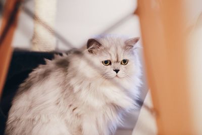 Close-up of cat relaxing at home