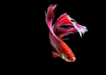 Close-up of flower over black background