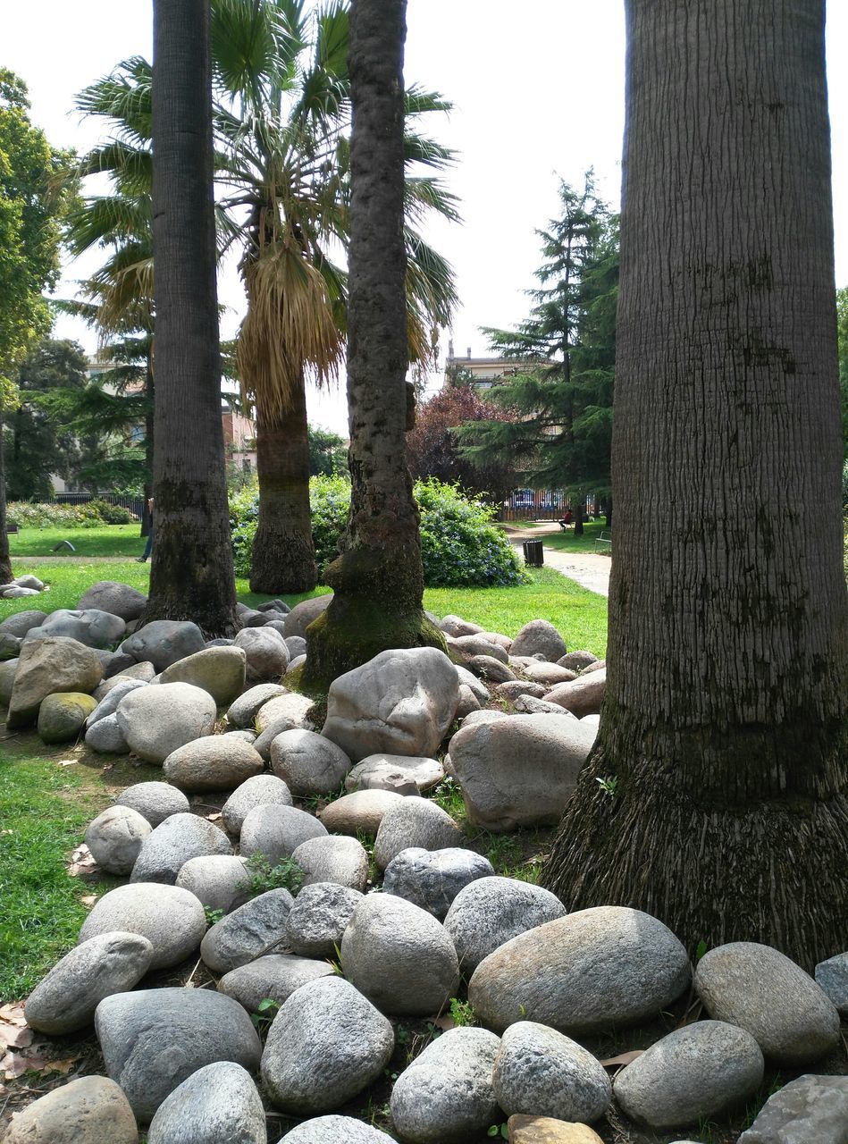 tree, stone - object, rock - object, tranquility, nature, growth, tranquil scene, tree trunk, stone, beauty in nature, sky, day, clear sky, green color, stack, scenics, pebble, outdoors, sunlight, no people