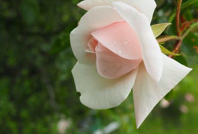 Close-up of rose