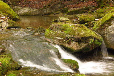 Scenic view of waterfall in forest