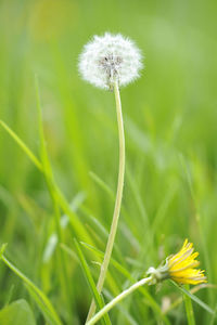 Close-up of dandelion flower on field