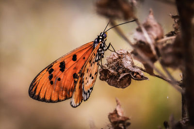 Close-up of butterfly pollinating flower