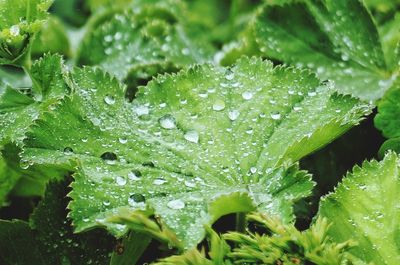 Close-up of water drops on leaf