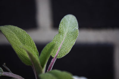 Close-up of potted plant