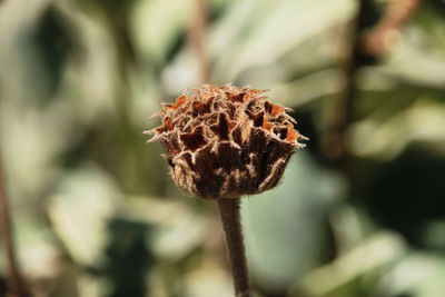 Close-up of wilted flower bud outdoors