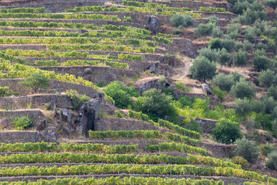 Scenic view of agricultural field