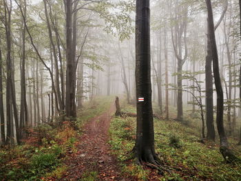 Autumn in the bieszczady mountains. hazy autumn forest. colorful leaves on the mountain trail.