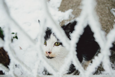 Close-up of cat in snow