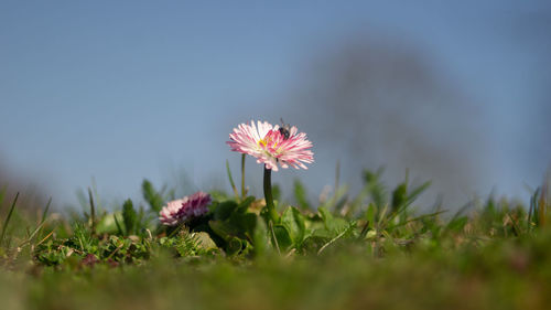 Close-up of pink flowering plants on field