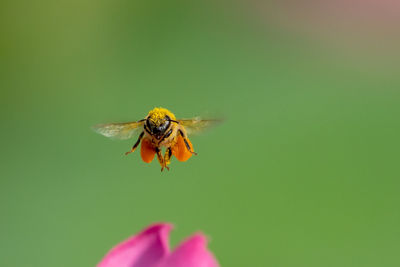 Close-up of bee pollinating pink flower