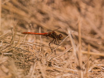 Close-up of insect on land