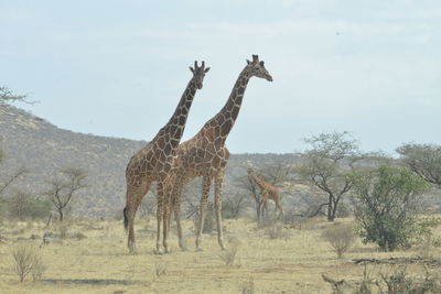 Giraffe standing on field against sky