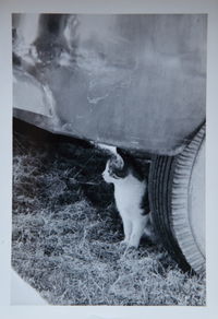 Cat looking up