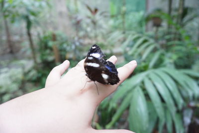 Close-up of hand holding butterfly