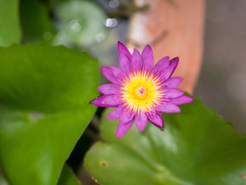 Close-up of pink flower