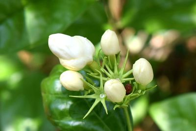 Close-up of white flowering plant