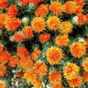 High angle view of orange flowers blooming outdoors