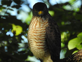 Close-up of owl perching outdoors