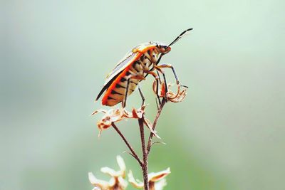 Close-up of insect perching on plant