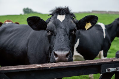 Portrait of cow standing on field