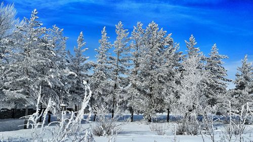 Snow covered trees against blue sky