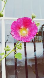Close-up of pink flower pot