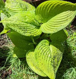 Close-up of succulent plant