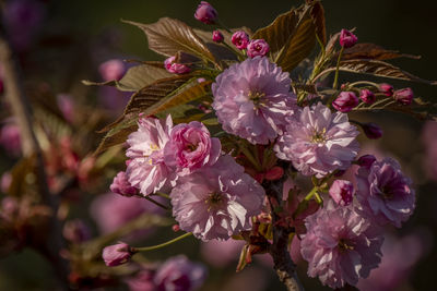 Close-up of pink cherry blossoms