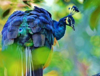 Peacock amidst plants