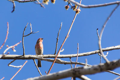 Low angle view of bird perching on branch